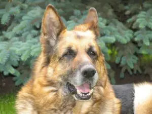 A close up of a dog 's face with trees in the background