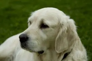 A close up of a dog 's face with grass in the background