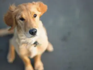 A dog sitting on the ground looking at something.