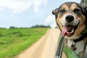 A dog sticking its head out of the window of a car.