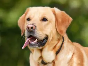 A close up of a dog with its tongue hanging out