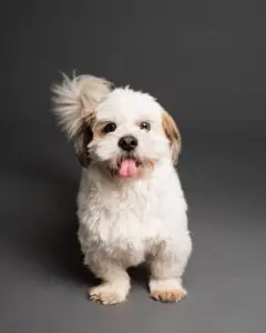 A small white dog with brown spots and black ears.