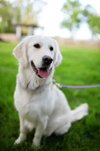 A white dog with its tongue hanging out.